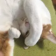 Latteの画像