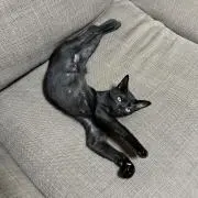 ぽっくるの画像