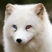ありんこ