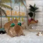とろけるチーズの画像