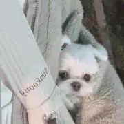 Sayの画像