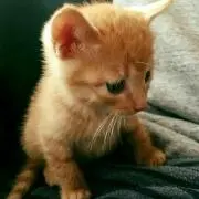 れおの画像