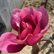 はーこ