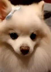 シロ