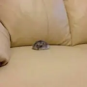 みう