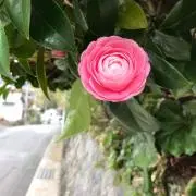 YUYUの画像