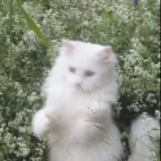 ♡の画像