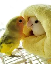 はいびの画像