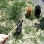 ずっと一緒♪(* ´ ▽ ` *)ノの画像