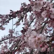 kecの画像