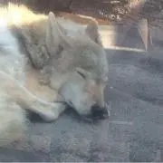 たなっきーの画像