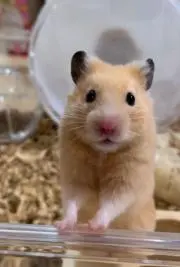 するめいかの画像