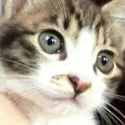 はるにゃん