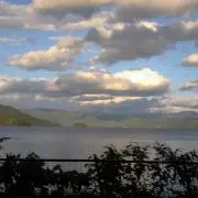 シュガーシェルの画像