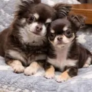 みぎの画像