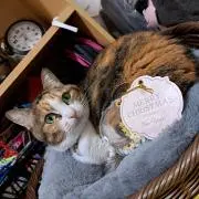りえっち