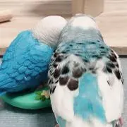 にこまの画像