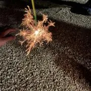 ⭐︎