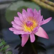 aki