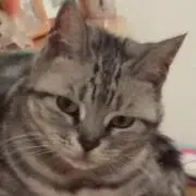 ずんの画像