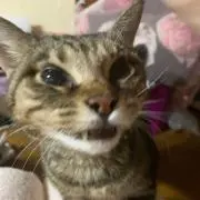 KAYU