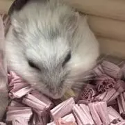 Pigの画像