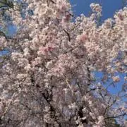 クラゲの画像