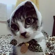 にゃんこりん