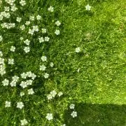 まめすけの画像