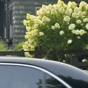 まめまきの画像
