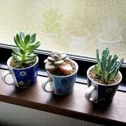 おおぐちの画像