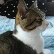 ミルクの画像