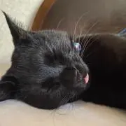momoの画像