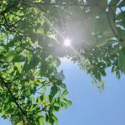 くらげの画像