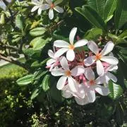 みにー☆