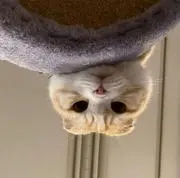 さゆ
