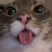 ねず