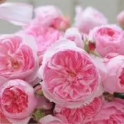 amariaの画像