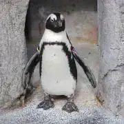 akiraの画像