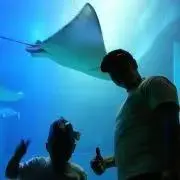★SJ★の画像