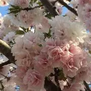 かよん