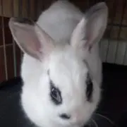 pandaの画像