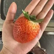 ももんがの画像