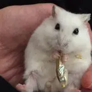 はむやんの画像