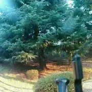 こち