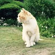 さしの画像