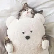 しろうさぎの画像