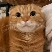 hinaの画像