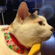 ねこばび
