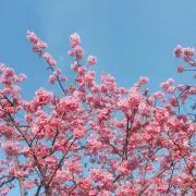 みかんの画像